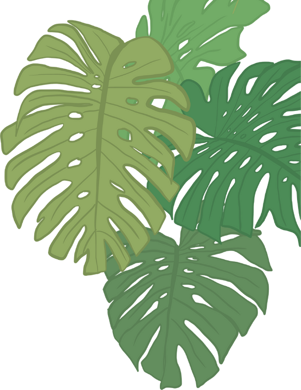 Giant Monstera Deliciosa